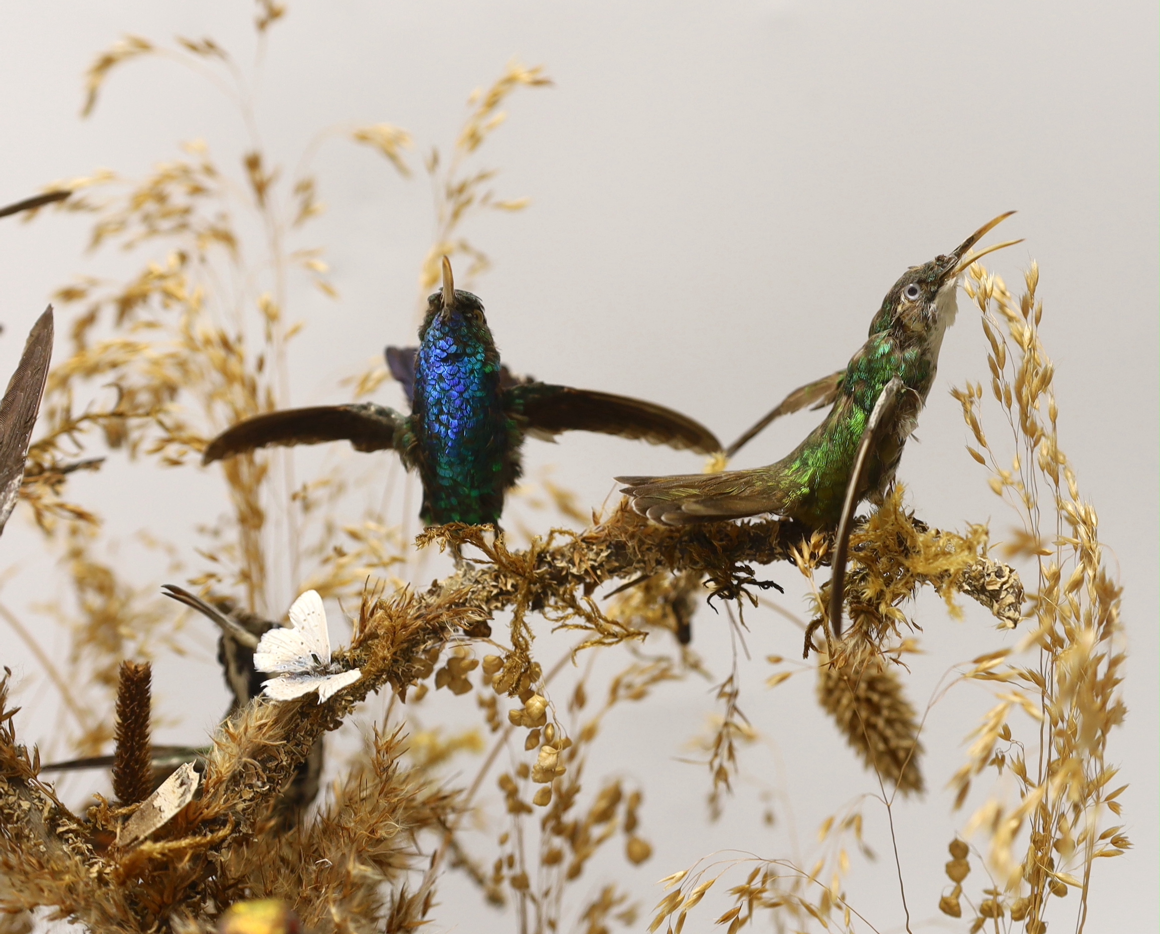 A Victorian taxidermic hummingbird group housed under a glass dome, 40cm high